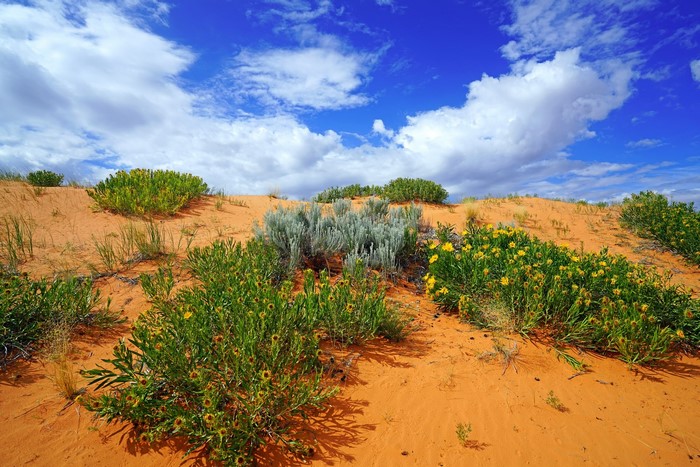 Desert landscape with sand dunes and plants