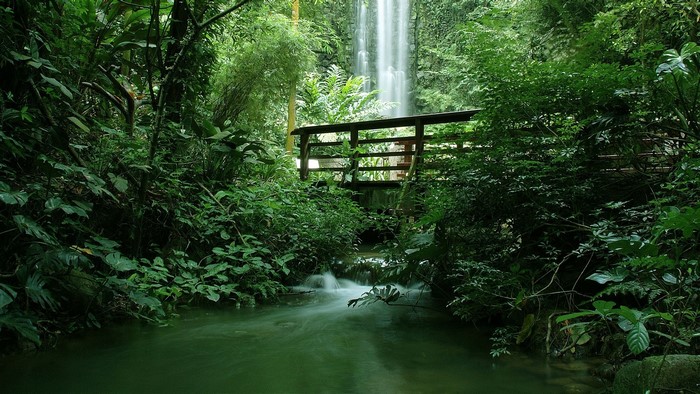 Tropical forest with a waterfall and a wooden bridge