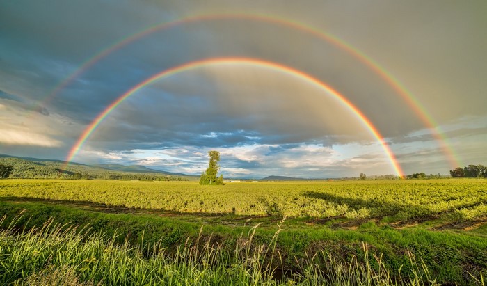 Double rainbow over a green field with a lone tree