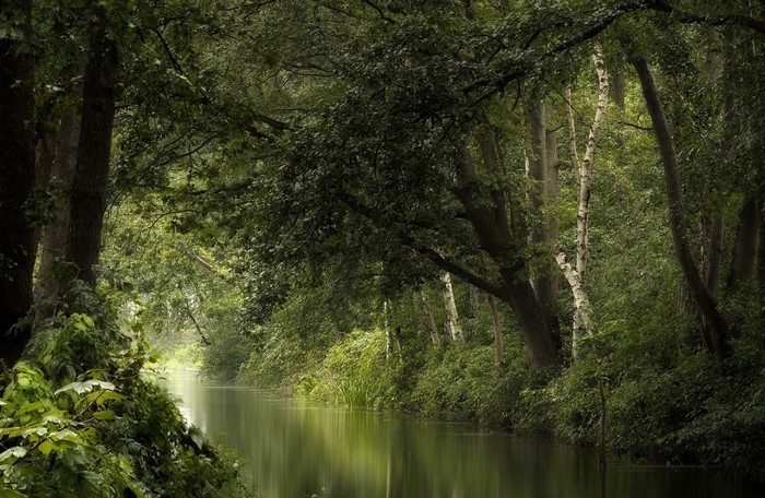 River flowing through a dense forest