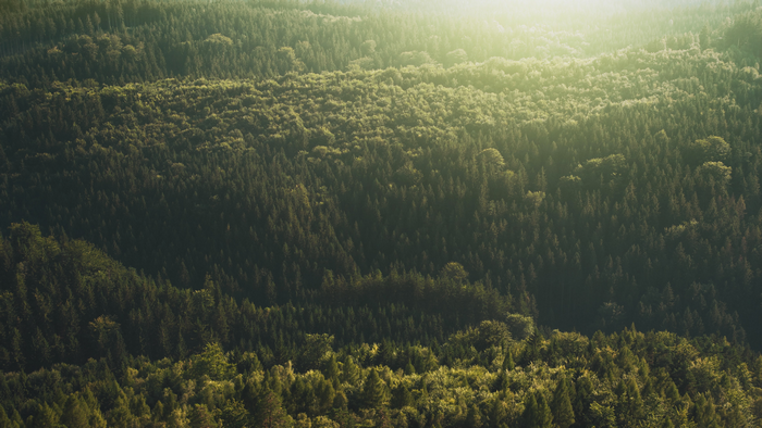 Aerial view of a forest in the Czech Republic at sunrise