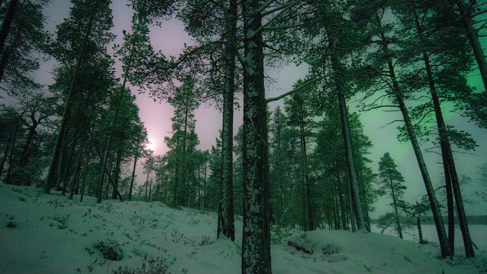 Aurora Borealis over a snowy forest in Finland