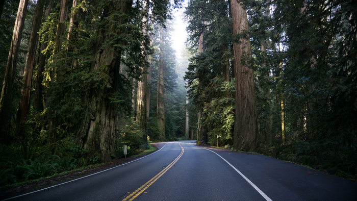 Road through a misty redwood forest in California