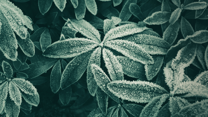 Macro shot of frosted leaves in winter