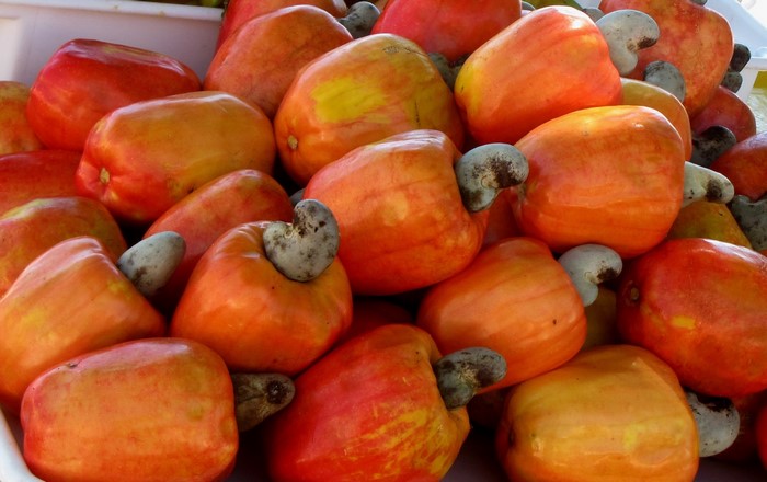 Pile of fresh red and orange cashew fruits