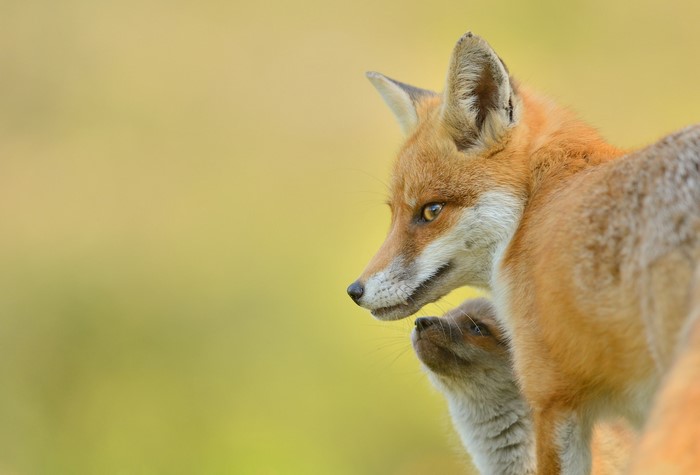 Red fox and cub looking to the side
