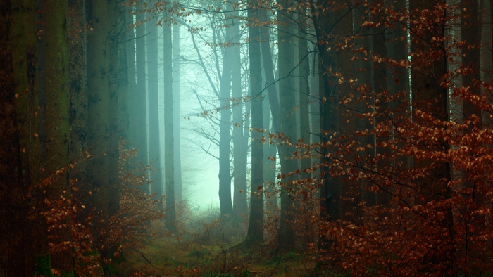 Misty forest path with autumn leaves