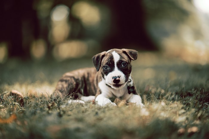 Brindle Pitbull puppy lying in grass