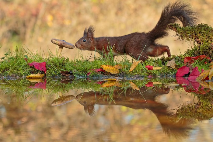Red squirrel and mushroom reflected in water