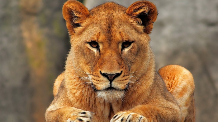 Close-up of a lioness face