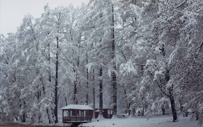 Snow covered forest with a gazebo