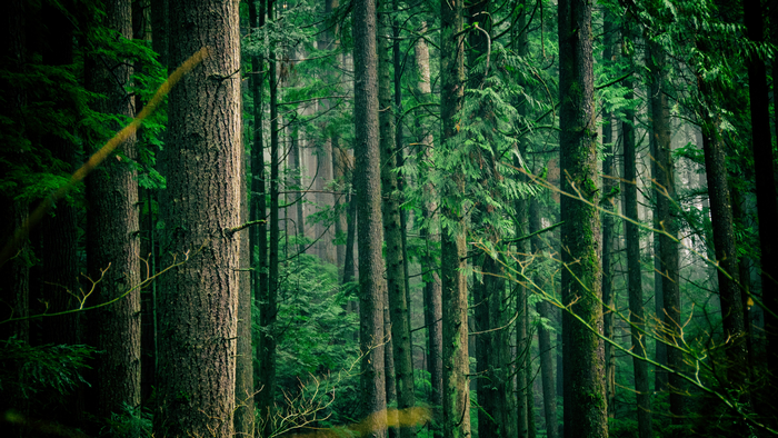 Dense forest with tall trees and green foliage