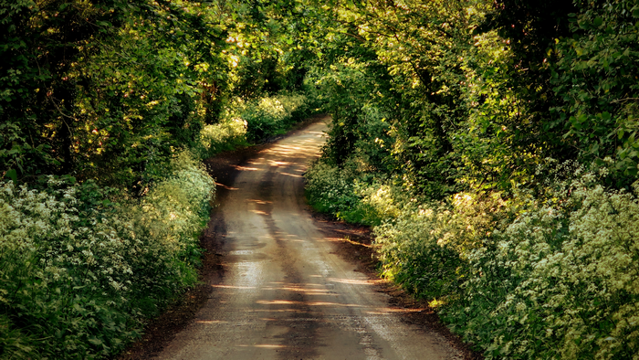 Dirt road through a green forest in the UK