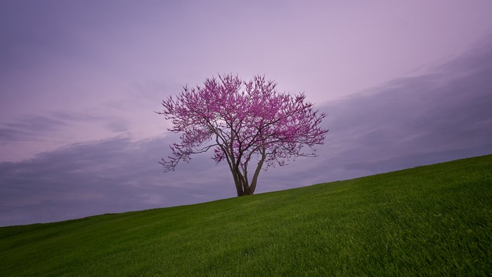 Tree with pink blossoms on a grassy hill