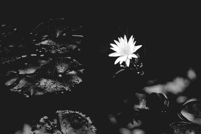 Monochrome water lily with water drops on leaves