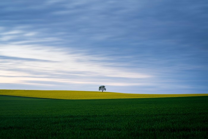 Lone tree in a field under a cloudy sky