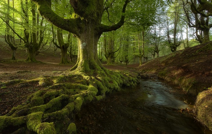 Mossy tree roots by a stream in a forest