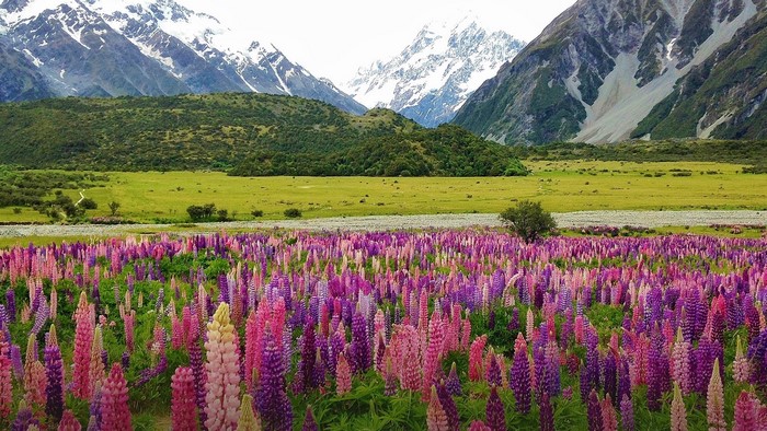 Field of lupine flowers with snow-capped mountains in New Zealand