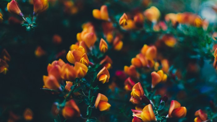 Orange flowers with dark background and depth of field