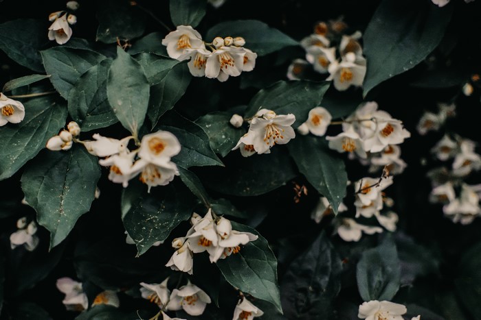 White jasmine flowers with green leaves