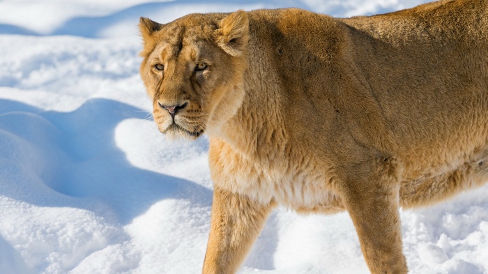 Lioness walking in the snow