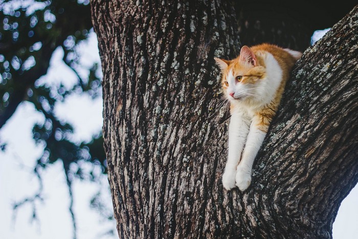 Orange and white cat resting on a tree branch