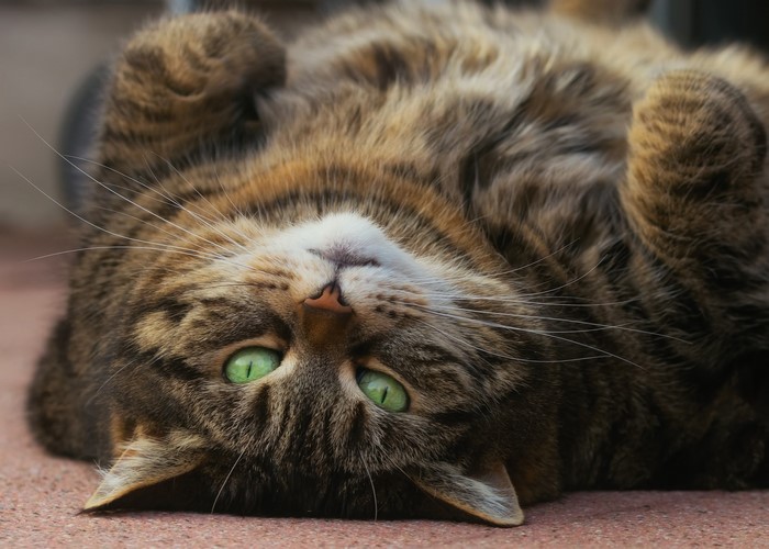A tabby cat with green eyes lying on its back