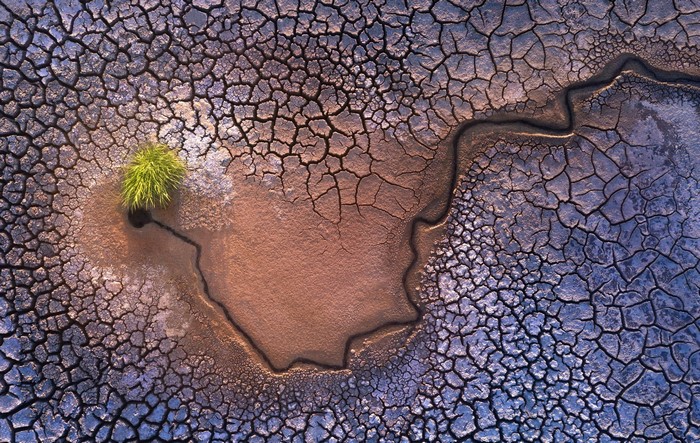 Cracked earth with a single green plant and water channel