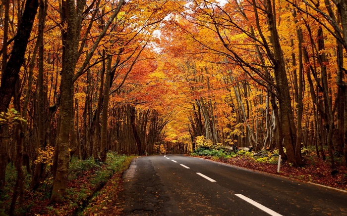 Road through an autumn forest with orange trees