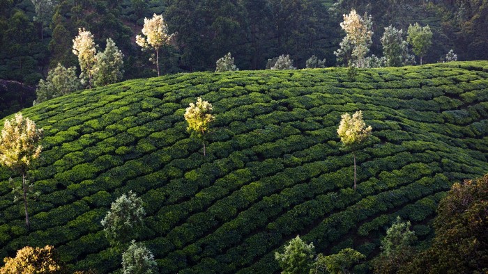 Tea plantation in Kerala, India