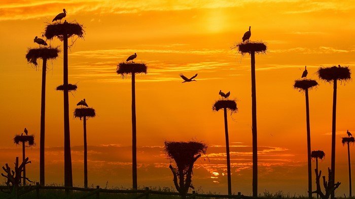 Storks nesting on poles at sunset