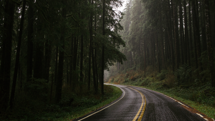 Road through a misty forest in Olympic National Park