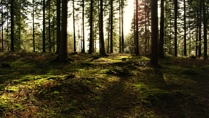 Sunlight filtering through a dense conifer forest with mossy ground