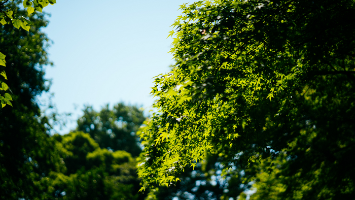 Green leaves against a blue sky