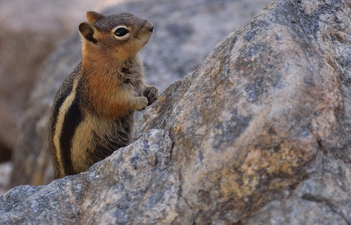 Chipmunk on a rock