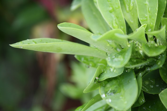Green leaves with water droplets