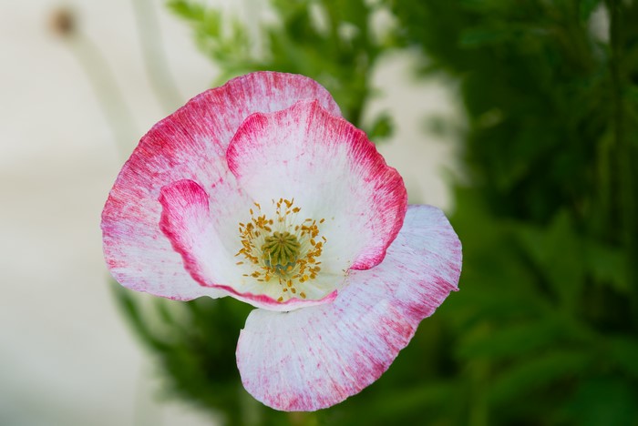 4K Pink and White Poppy Flower