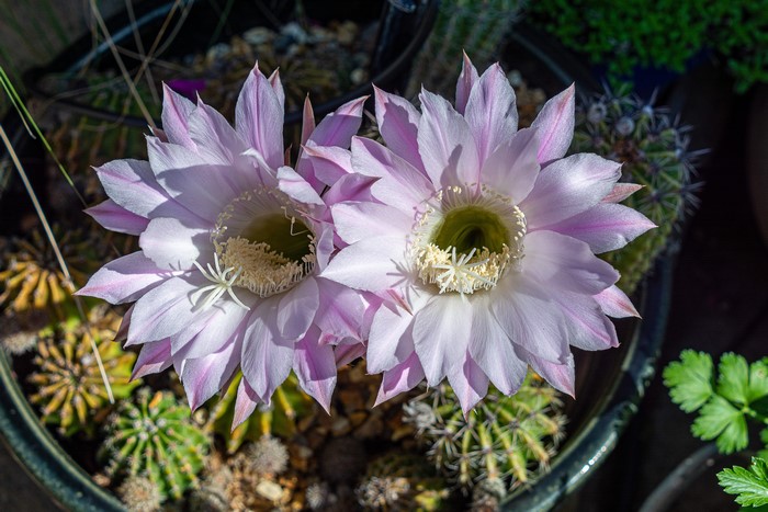 Two pink cactus flowers blooming