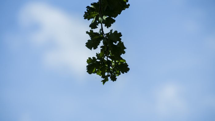 Green oak leaves against a blue sky