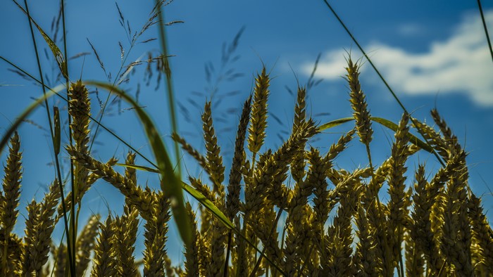 Wheat field against blue sky with clouds