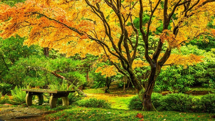 Japanese maple tree with golden leaves and stone bench in a garden