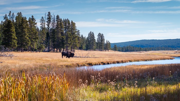 Bison in a field with a river and trees