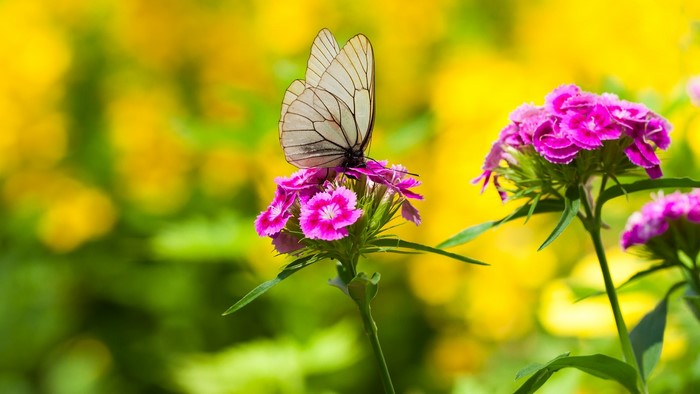 Black-veined white butterfly on pink flowers