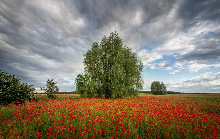 Field of red poppies with trees and stormy sky