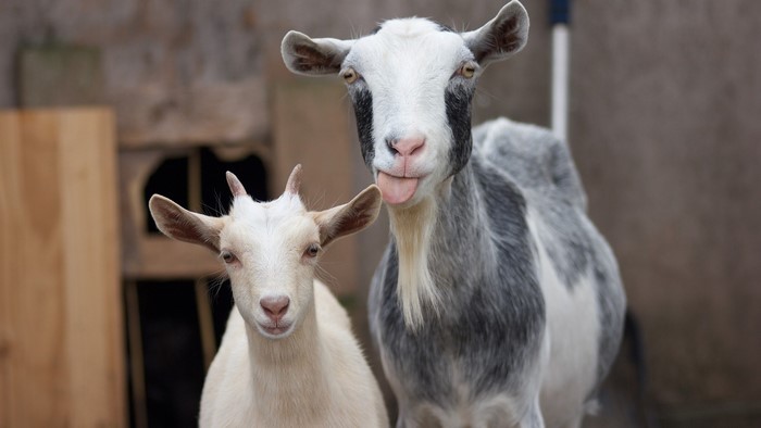 Two goats, one sticking its tongue out