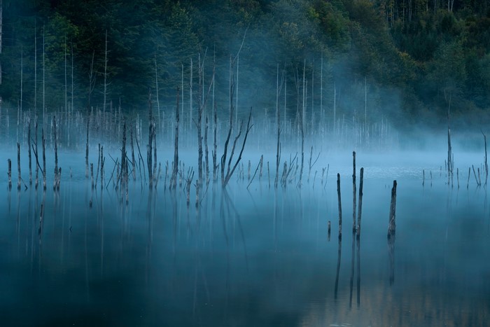 Misty lake with dead trees and forest