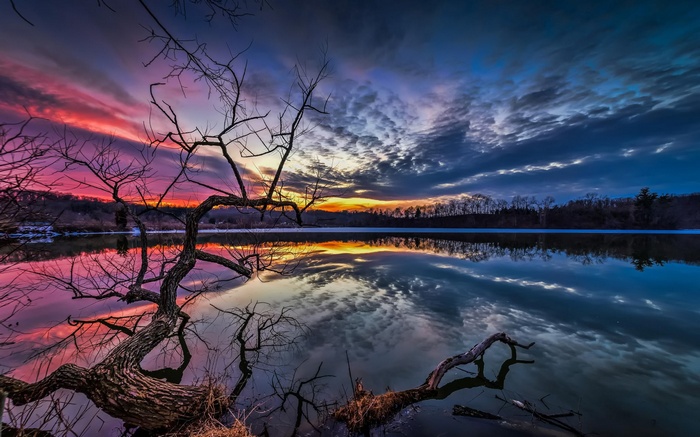 Bare tree branches over a lake at sunset