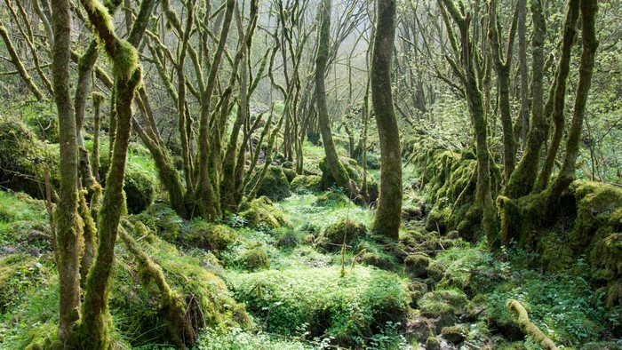 Moss-covered trees and rocks in a forest