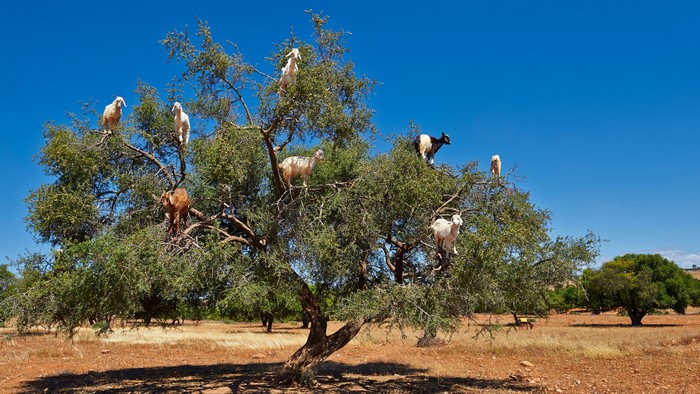 Goats climbing an Argan tree in Morocco