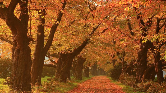 Autumn path lined with old cherry trees in Japan